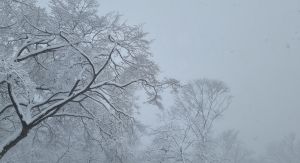 Gr앵무봉 눈꽃1.jpg