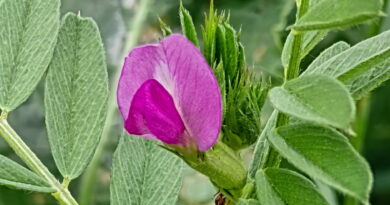 살갈퀴 – 김태회