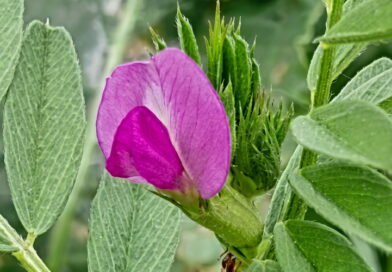 살갈퀴 – 김태회